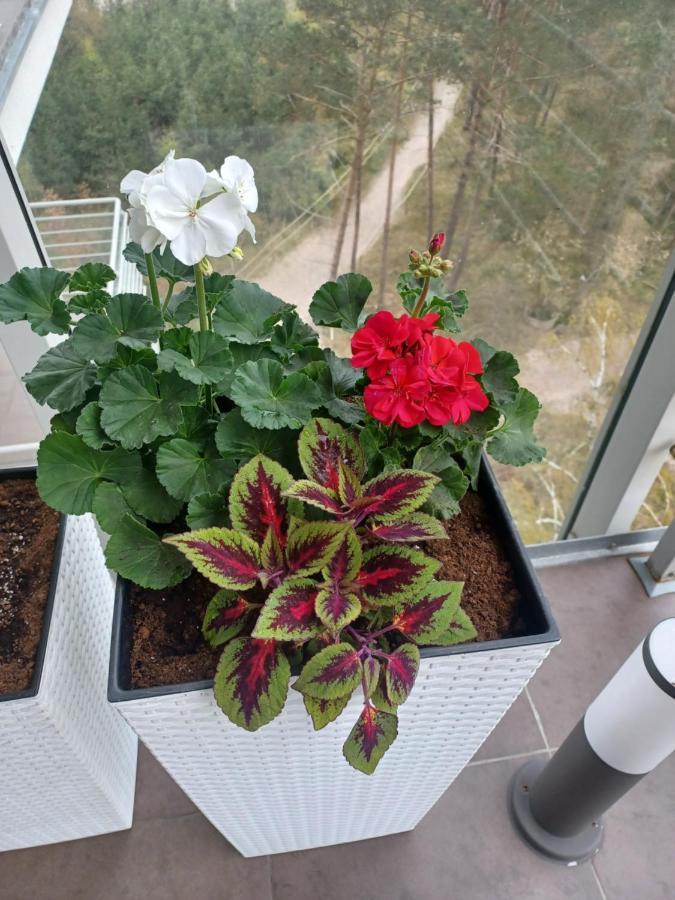 Apartament Z Widokiem Na Morze Dziwnówek Dış mekan fotoğraf